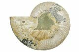 Cut & Polished Ammonite Fossil (Half) - Madagascar #347551-1